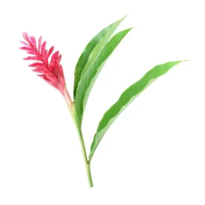 Skin Evolution Deep Purifying Body Scrub Icy Ginger