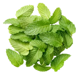 Skin Evolution Toning Body Scrub Mint Sorbet